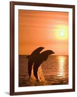 Bottlenose Dolphins, Caribbean Sea-Stuart Westmoreland-Framed Photographic Print