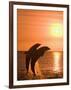 Bottlenose Dolphins, Caribbean Sea-Stuart Westmoreland-Framed Photographic Print