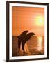 Bottlenose Dolphins, Caribbean Sea-Stuart Westmoreland-Framed Photographic Print