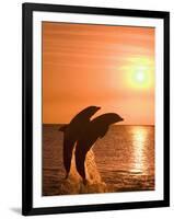 Bottlenose Dolphins, Caribbean Sea-Stuart Westmoreland-Framed Photographic Print