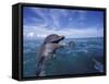 Bottlenose Dolphins, Caribbean-Stuart Westmoreland-Framed Stretched Canvas