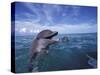 Bottlenose Dolphins, Caribbean-Stuart Westmoreland-Stretched Canvas