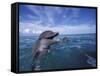 Bottlenose Dolphins, Caribbean-Stuart Westmoreland-Framed Stretched Canvas