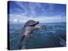 Bottlenose Dolphins, Caribbean-Stuart Westmoreland-Stretched Canvas