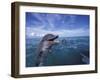 Bottlenose Dolphins, Caribbean-Stuart Westmoreland-Framed Photographic Print