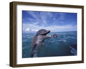 Bottlenose Dolphins, Caribbean-Stuart Westmoreland-Framed Photographic Print