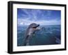 Bottlenose Dolphins, Caribbean-Stuart Westmoreland-Framed Photographic Print