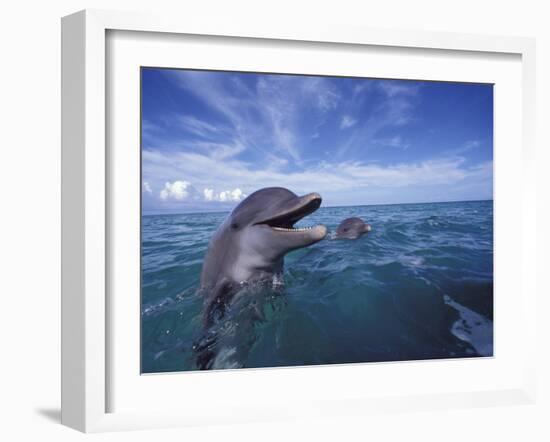 Bottlenose Dolphins, Caribbean-Stuart Westmoreland-Framed Photographic Print