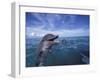 Bottlenose Dolphins, Caribbean-Stuart Westmoreland-Framed Photographic Print