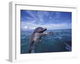 Bottlenose Dolphins, Caribbean-Stuart Westmoreland-Framed Photographic Print