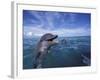 Bottlenose Dolphins, Caribbean-Stuart Westmoreland-Framed Photographic Print