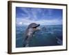 Bottlenose Dolphins, Caribbean-Stuart Westmoreland-Framed Photographic Print