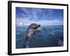 Bottlenose Dolphins, Caribbean-Stuart Westmoreland-Framed Photographic Print