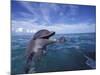 Bottlenose Dolphins, Caribbean-Stuart Westmoreland-Mounted Photographic Print