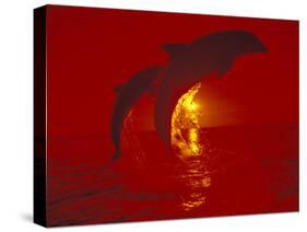 Bottlenose Dolphins, Caribbean-Stuart Westmoreland-Stretched Canvas