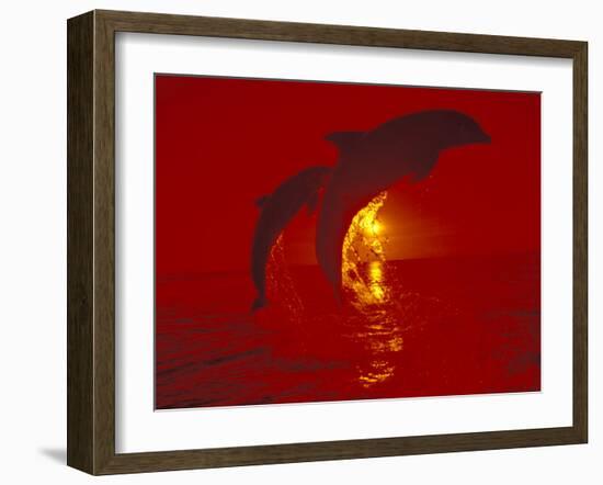 Bottlenose Dolphins, Caribbean-Stuart Westmoreland-Framed Premium Photographic Print