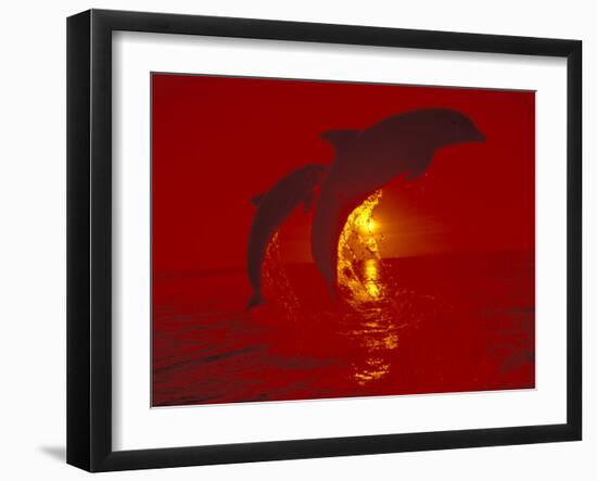 Bottlenose Dolphins, Caribbean-Stuart Westmoreland-Framed Premium Photographic Print