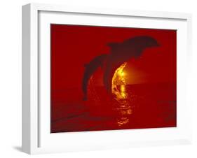 Bottlenose Dolphins, Caribbean-Stuart Westmoreland-Framed Premium Photographic Print