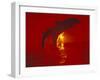 Bottlenose Dolphins, Caribbean-Stuart Westmoreland-Framed Photographic Print