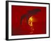 Bottlenose Dolphins, Caribbean-Stuart Westmoreland-Framed Photographic Print