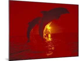 Bottlenose Dolphins, Caribbean-Stuart Westmoreland-Mounted Photographic Print