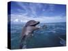 Bottlenose Dolphins, Caribbean-Stuart Westmoreland-Stretched Canvas