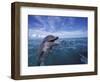 Bottlenose Dolphins, Caribbean-Stuart Westmoreland-Framed Photographic Print