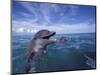 Bottlenose Dolphins, Caribbean-Stuart Westmoreland-Mounted Photographic Print