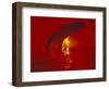 Bottlenose Dolphins, Caribbean-Stuart Westmoreland-Framed Photographic Print