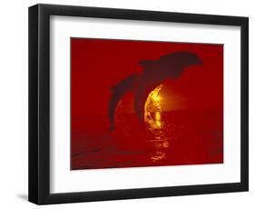 Bottlenose Dolphins, Caribbean-Stuart Westmoreland-Framed Photographic Print