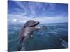 Bottlenose Dolphins, Caribbean-Stuart Westmoreland-Stretched Canvas