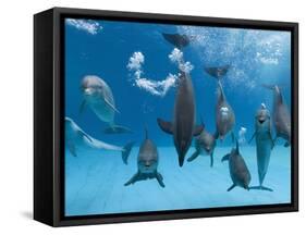 Bottlenose Dolphins Dancing and Blowing Air Underwater-Augusto Leandro Stanzani-Framed Stretched Canvas