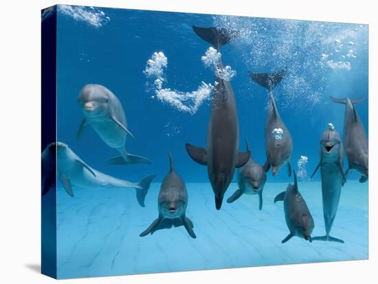 Bottlenose Dolphins Dancing and Blowing Air Underwater-Augusto Leandro Stanzani-Stretched Canvas