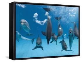 Bottlenose Dolphins Dancing and Blowing Air Underwater-Augusto Leandro Stanzani-Framed Stretched Canvas