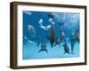 Bottlenose Dolphins Dancing and Blowing Air Underwater-Augusto Leandro Stanzani-Framed Premium Photographic Print