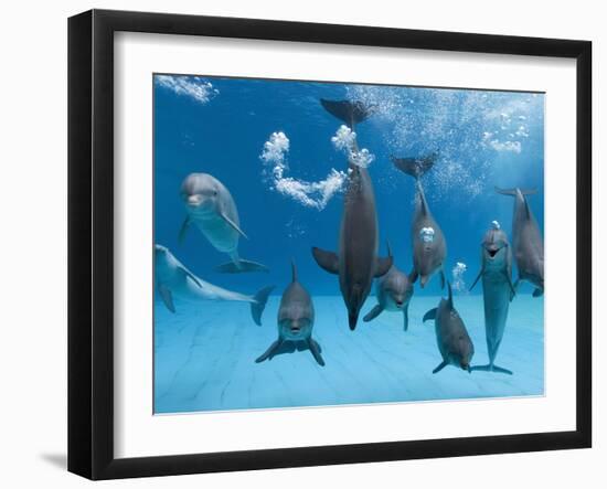 Bottlenose Dolphins Dancing and Blowing Air Underwater-Augusto Leandro Stanzani-Framed Premium Photographic Print