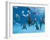 Bottlenose Dolphins Dancing and Blowing Air Underwater-Augusto Leandro Stanzani-Framed Premium Photographic Print