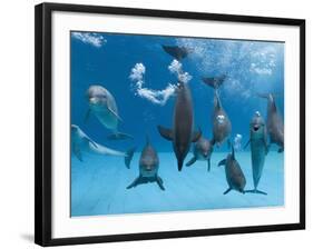 Bottlenose Dolphins Dancing and Blowing Air Underwater-Augusto Leandro Stanzani-Framed Photographic Print