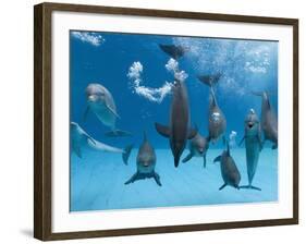 Bottlenose Dolphins Dancing and Blowing Air Underwater-Augusto Leandro Stanzani-Framed Photographic Print