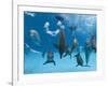 Bottlenose Dolphins Dancing and Blowing Air Underwater-Augusto Leandro Stanzani-Framed Photographic Print