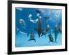 Bottlenose Dolphins Dancing and Blowing Air Underwater-Augusto Leandro Stanzani-Framed Photographic Print