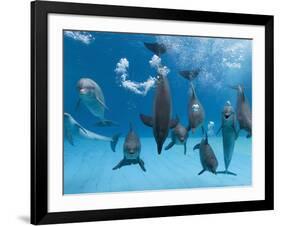 Bottlenose Dolphins Dancing and Blowing Air Underwater-Augusto Leandro Stanzani-Framed Photographic Print