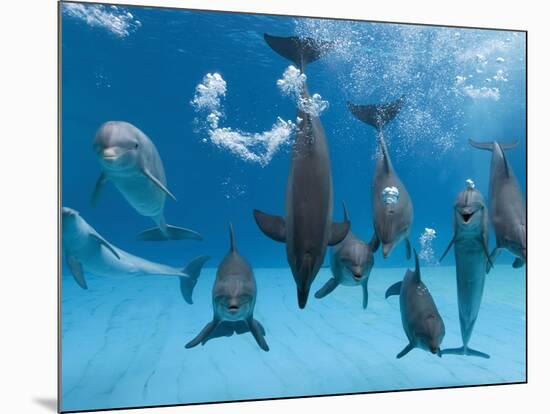 Bottlenose Dolphins Dancing and Blowing Air Underwater-Augusto Leandro Stanzani-Mounted Photographic Print