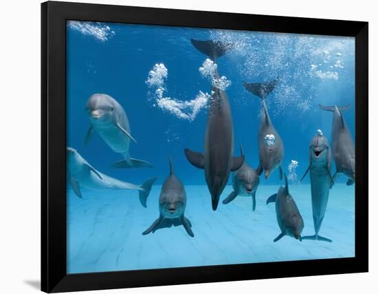 Bottlenose Dolphins Dancing and Blowing Air Underwater-Augusto Leandro Stanzani-Framed Photographic Print