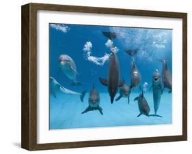 Bottlenose Dolphins Dancing and Blowing Air Underwater-Augusto Leandro Stanzani-Framed Photographic Print