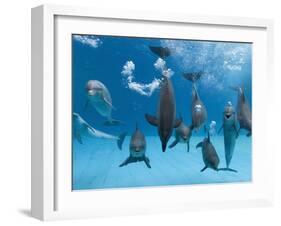 Bottlenose Dolphins Dancing and Blowing Air Underwater-Augusto Leandro Stanzani-Framed Photographic Print