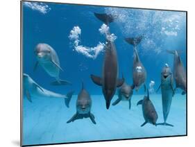 Bottlenose Dolphins Dancing and Blowing Air Underwater-Augusto Leandro Stanzani-Mounted Photographic Print