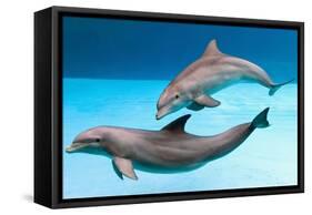 Bottlenose Dolphins Dancing Underwater-Augusto Leandro Stanzani-Framed Stretched Canvas