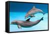 Bottlenose Dolphins Dancing Underwater-Augusto Leandro Stanzani-Framed Stretched Canvas