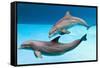 Bottlenose Dolphins Dancing Underwater-Augusto Leandro Stanzani-Framed Stretched Canvas